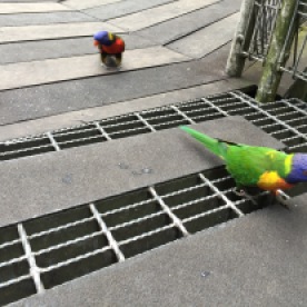 Colourful little birds